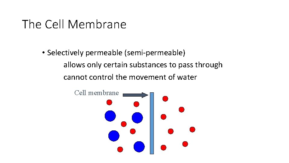 The Cell Membrane • Selectively permeable (semi-permeable) allows only certain substances to pass through