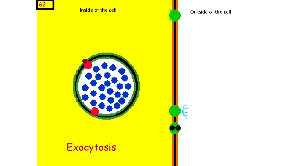 62 Inside of the cell Exocytosis Outside of the cell 
