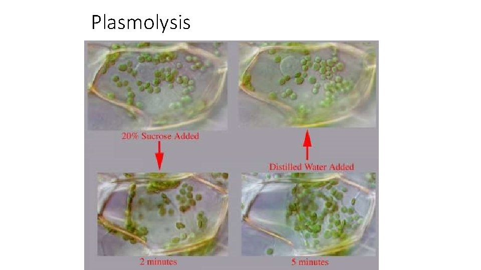 Plasmolysis 