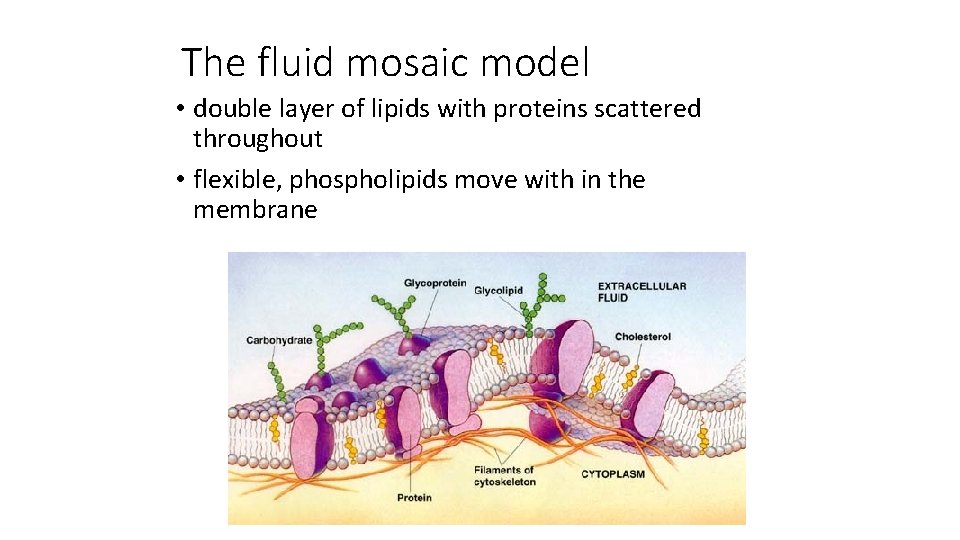 The fluid mosaic model • double layer of lipids with proteins scattered throughout •