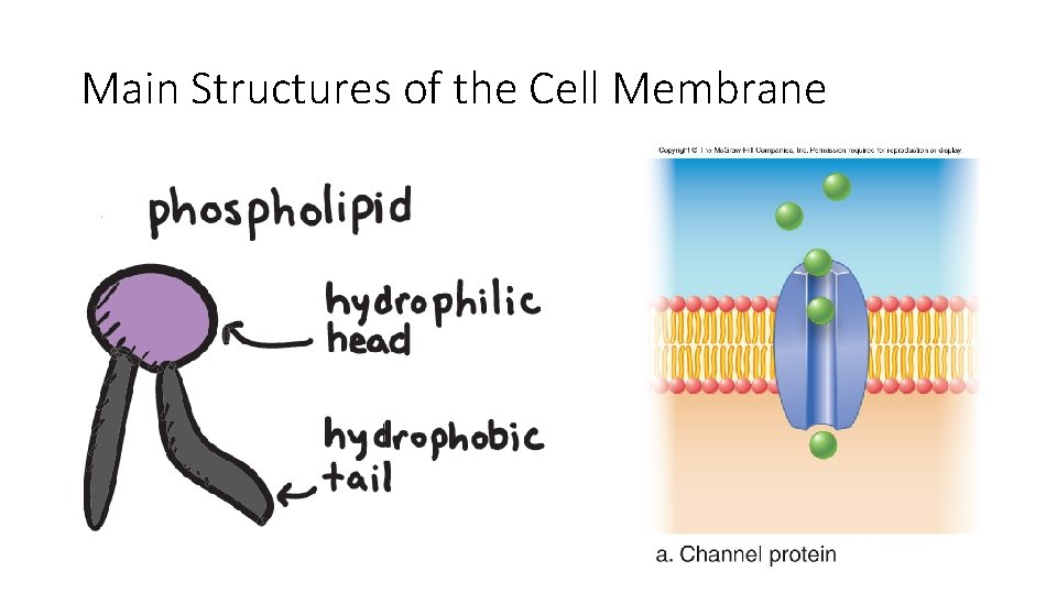 Main Structures of the Cell Membrane 