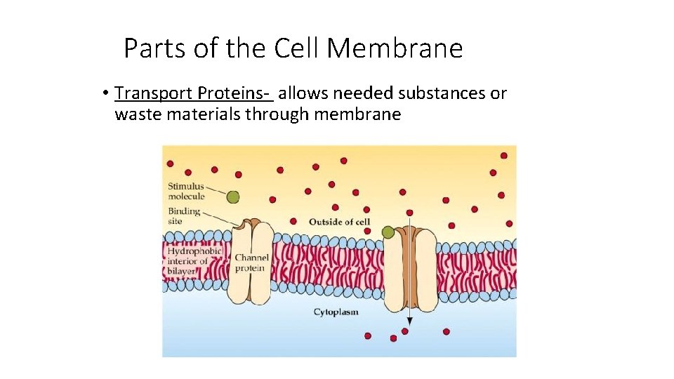 Parts of the Cell Membrane • Transport Proteins- allows needed substances or waste materials