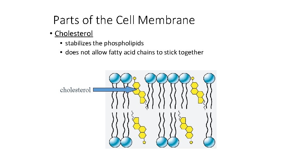 Parts of the Cell Membrane • Cholesterol • stabilizes the phospholipids • does not