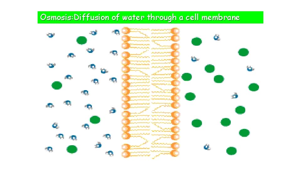 Osmosis: Diffusion of water through a cell membrane 