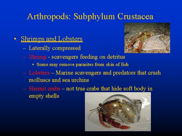 Arthropods: Subphylum Crustacea • Shrimps and Lobsters – Laterally compressed – Shrimp - scavengers