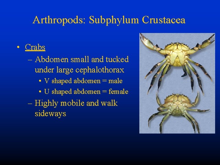 Arthropods: Subphylum Crustacea • Crabs – Abdomen small and tucked under large cephalothorax •