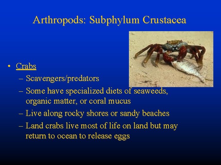 Arthropods: Subphylum Crustacea • Crabs – Scavengers/predators – Some have specialized diets of seaweeds,