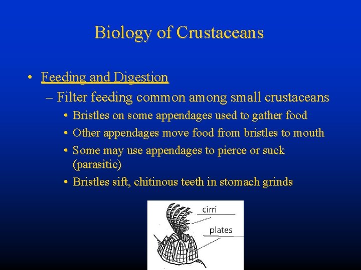 Biology of Crustaceans • Feeding and Digestion – Filter feeding common among small crustaceans