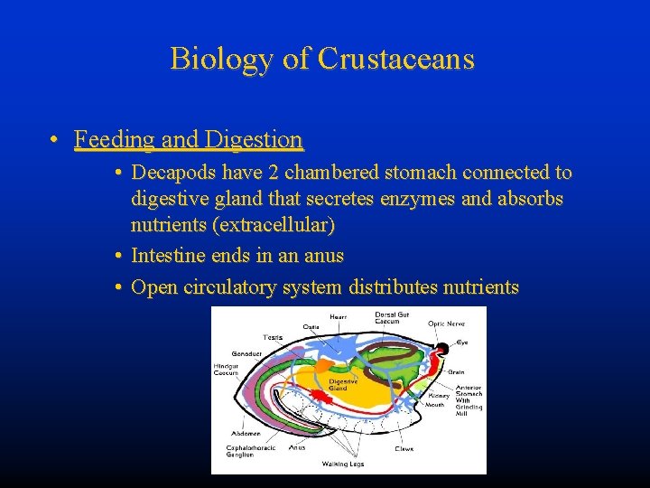 Biology of Crustaceans • Feeding and Digestion • Decapods have 2 chambered stomach connected