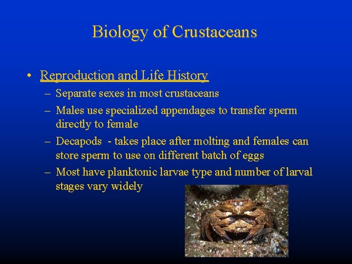 Biology of Crustaceans • Reproduction and Life History – Separate sexes in most crustaceans