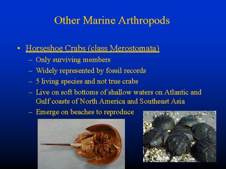 Other Marine Arthropods • Horseshoe Crabs (class Merostomata) – – Only surviving members Widely