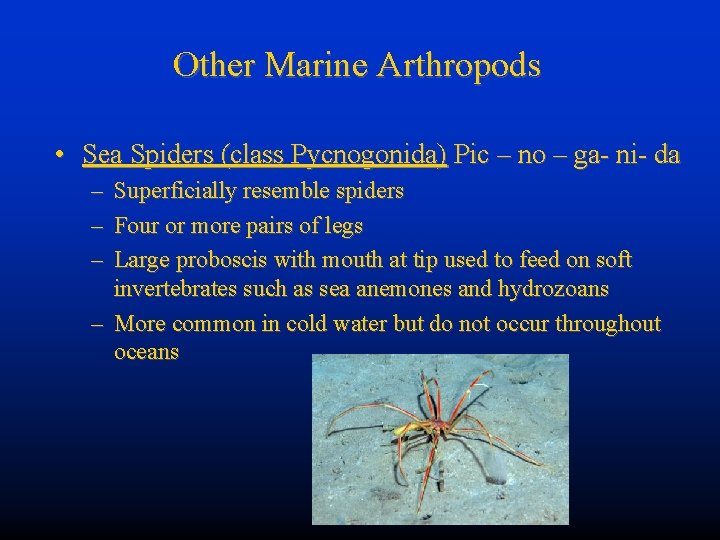 Other Marine Arthropods • Sea Spiders (class Pycnogonida) Pic – no – ga- ni-