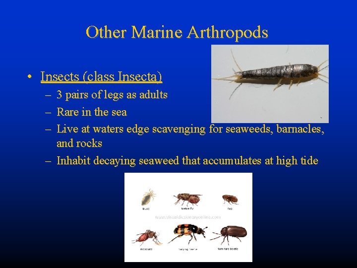 Other Marine Arthropods • Insects (class Insecta) – – – 3 pairs of legs