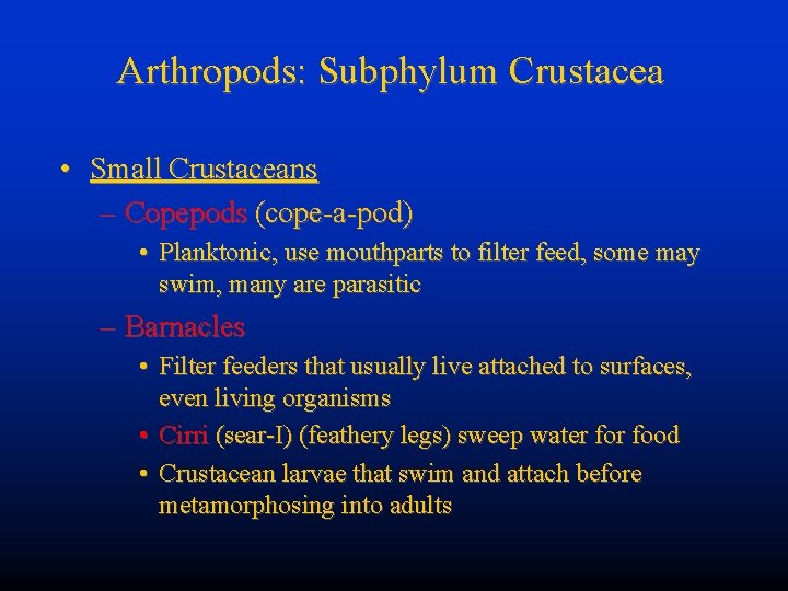 Arthropods: Subphylum Crustacea • Small Crustaceans – Copepods (cope-a-pod) • Planktonic, use mouthparts to