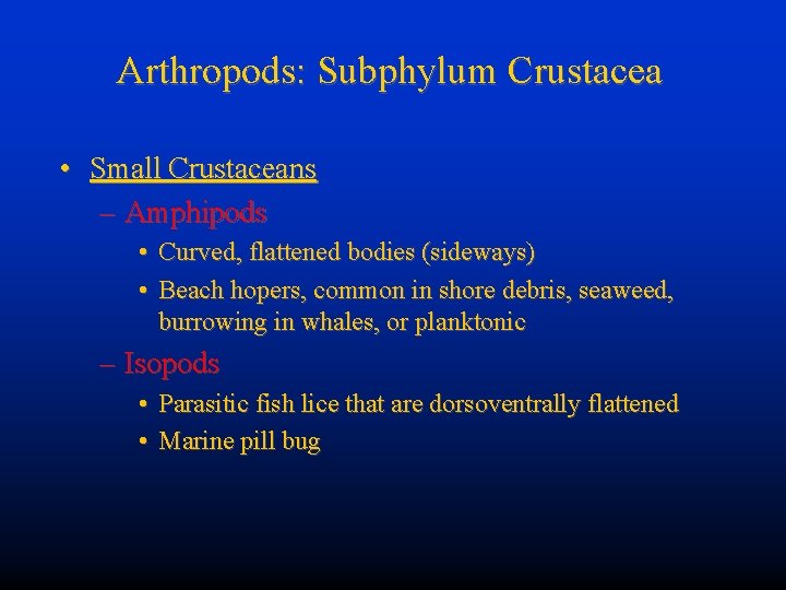 Arthropods: Subphylum Crustacea • Small Crustaceans – Amphipods • Curved, flattened bodies (sideways) •
