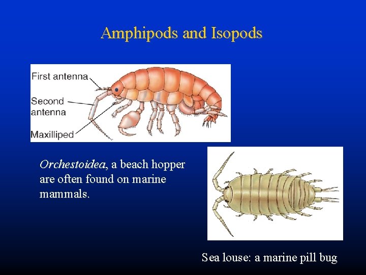 Amphipods and Isopods Orchestoidea, a beach hopper are often found on marine mammals. Sea