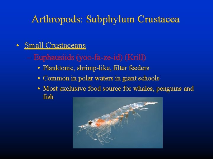 Arthropods: Subphylum Crustacea • Small Crustaceans – Euphausiids (yoo-fa-ze-id) (Krill) • • • Planktonic,