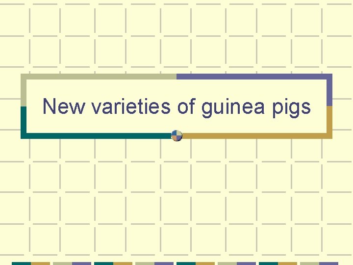 New varieties of guinea pigs 
