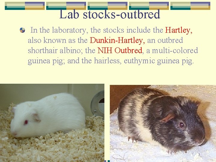 Lab stocks-outbred In the laboratory, the stocks include the Hartley, also known as the