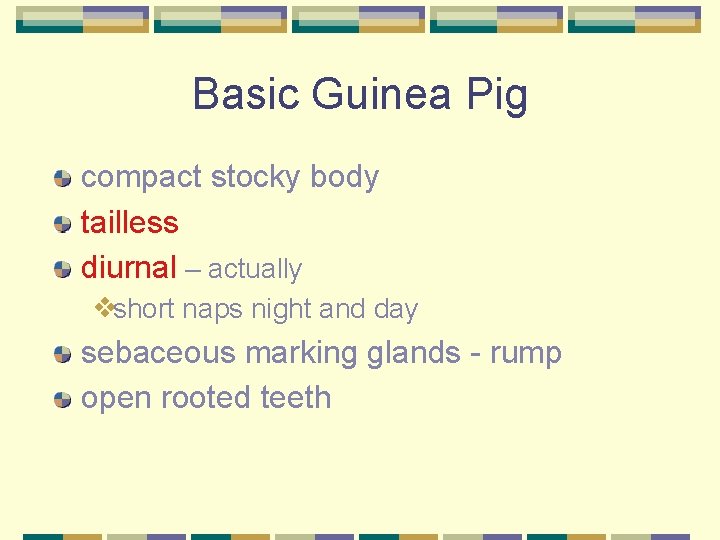 Basic Guinea Pig compact stocky body tailless diurnal – actually ❖short naps night and