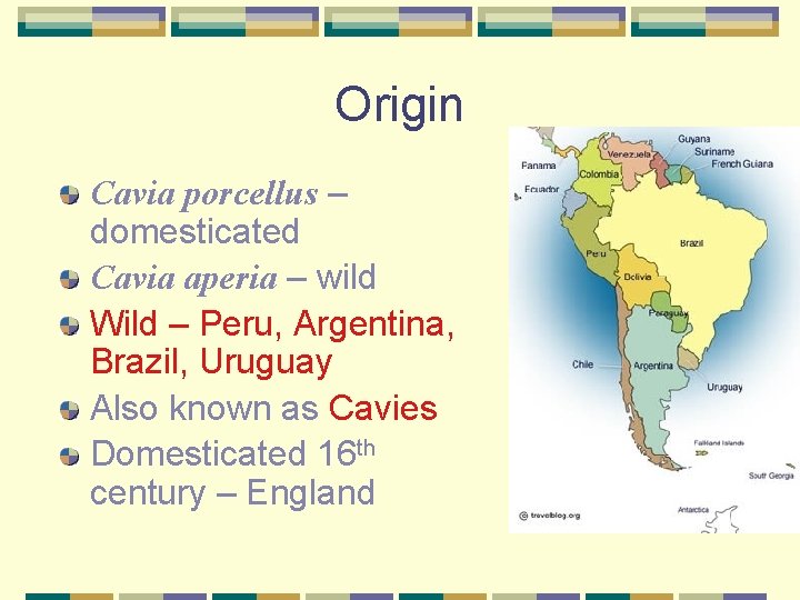 Origin Cavia porcellus – domesticated Cavia aperia – wild Wild – Peru, Argentina, Brazil,