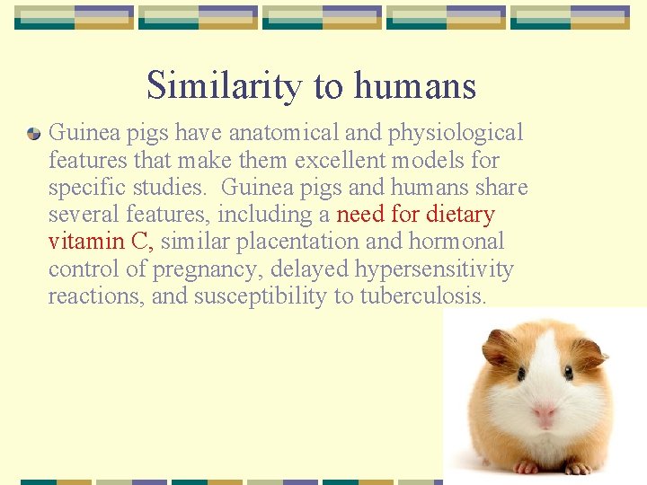 Similarity to humans Guinea pigs have anatomical and physiological features that make them excellent