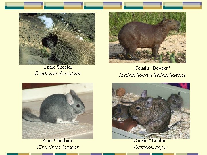 Uncle Skeeter Erethizon dorsatum Cousin “Booger” Hydrochoerus hydrochaerus Aunt Charlene Cousin “Bubba” Chinchilla laniger