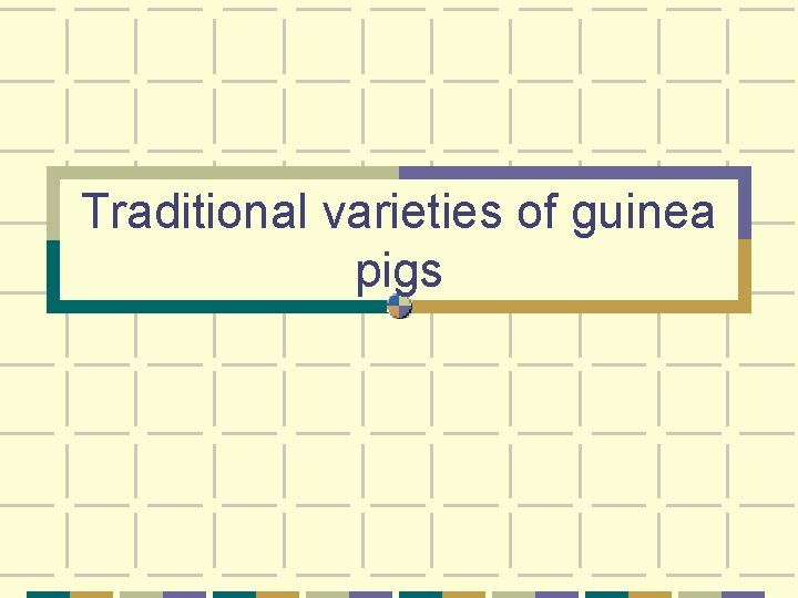 Traditional varieties of guinea pigs 