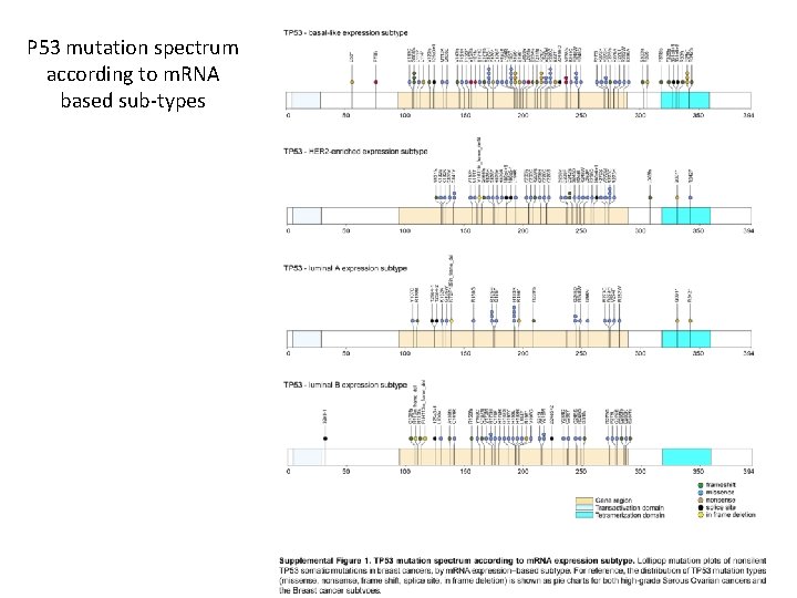 P 53 mutation spectrum according to m. RNA based sub-types 