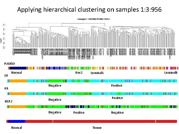 Applying hierarchical clustering on samples 1: 3: 956 PAM 50 ER Normal Her 2
