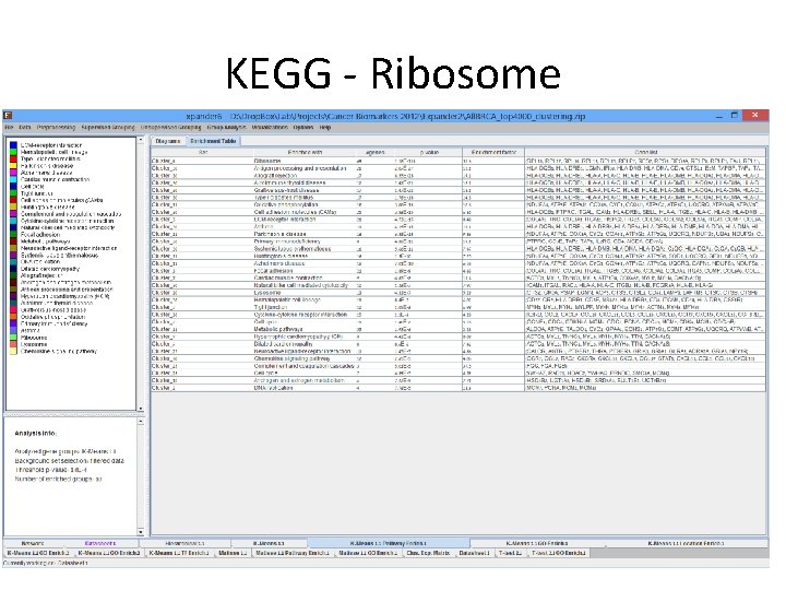 KEGG - Ribosome 