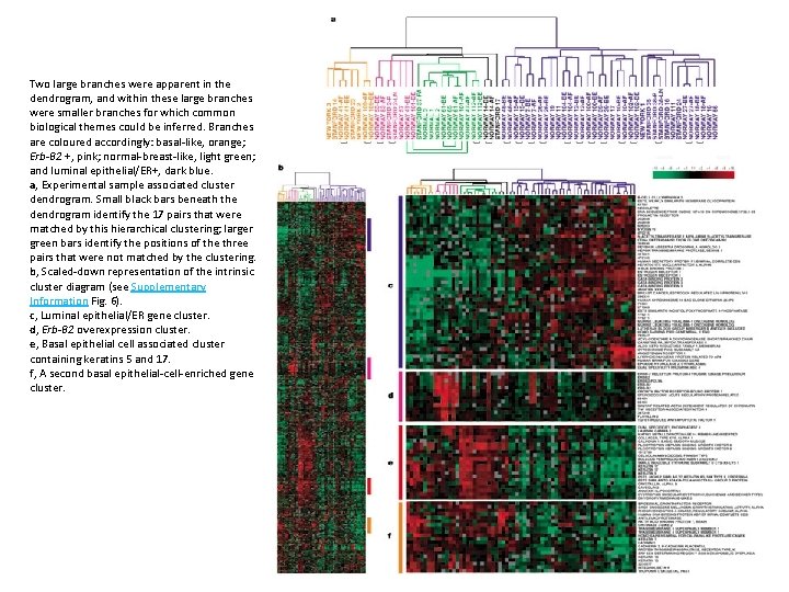 Two large branches were apparent in the dendrogram, and within these large branches were