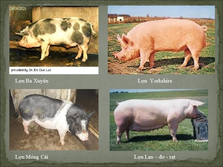 09/09/2021 Lợn Ba Xuyên Lợn Yorkshire Lợn Móng Cái Lợn Lan – đơ -
