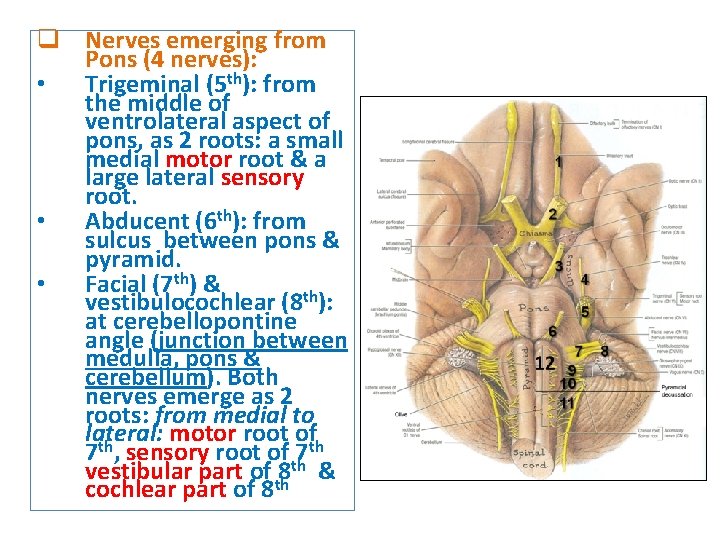 q Nerves emerging from Pons (4 nerves): • Trigeminal (5 th): from the middle q Nerves emerging from Pons (4 nerves): • Trigeminal (5 th): from the middle