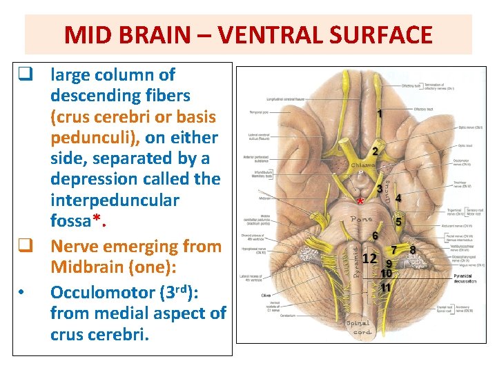 MID BRAIN – VENTRAL SURFACE q large column of descending fibers (crus cerebri or MID BRAIN – VENTRAL SURFACE q large column of descending fibers (crus cerebri or