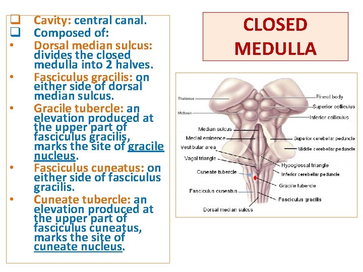 q Cavity: central canal. q Composed of: • Dorsal median sulcus: divides the closed q Cavity: central canal. q Composed of: • Dorsal median sulcus: divides the closed