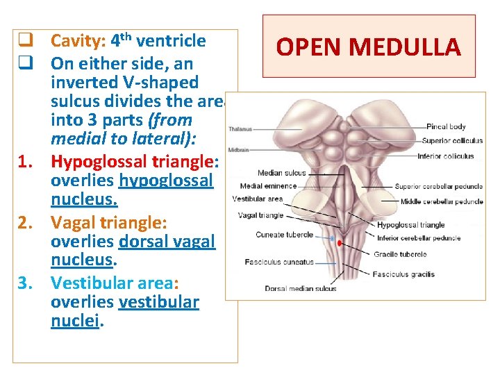 q Cavity: 4 th ventricle q On either side, an inverted V-shaped sulcus divides q Cavity: 4 th ventricle q On either side, an inverted V-shaped sulcus divides