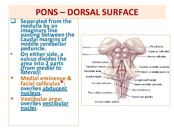 PONS – DORSAL SURFACE q Separated from the medulla by an imaginary line passing PONS – DORSAL SURFACE q Separated from the medulla by an imaginary line passing