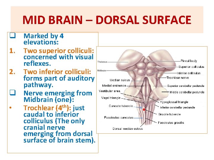 MID BRAIN – DORSAL SURFACE q Marked by 4 elevations: 1. Two superior colliculi: MID BRAIN – DORSAL SURFACE q Marked by 4 elevations: 1. Two superior colliculi: