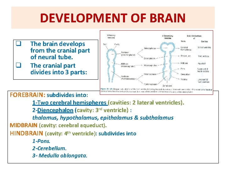 DEVELOPMENT OF BRAIN q q The brain develops from the cranial part of neural DEVELOPMENT OF BRAIN q q The brain develops from the cranial part of neural