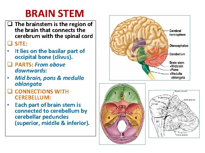 BRAIN STEM q The brainstem is the region of the brain that connects the BRAIN STEM q The brainstem is the region of the brain that connects the