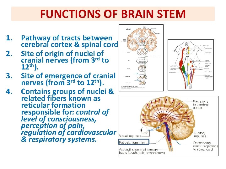 FUNCTIONS OF BRAIN STEM 1. Pathway of tracts between cerebral cortex & spinal cord. FUNCTIONS OF BRAIN STEM 1. Pathway of tracts between cerebral cortex & spinal cord.