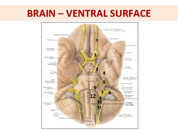 BRAIN – VENTRAL SURFACE  BRAIN – VENTRAL SURFACE