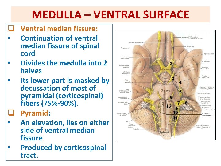 MEDULLA – VENTRAL SURFACE q Ventral median fissure: • Continuation of ventral median fissure MEDULLA – VENTRAL SURFACE q Ventral median fissure: • Continuation of ventral median fissure