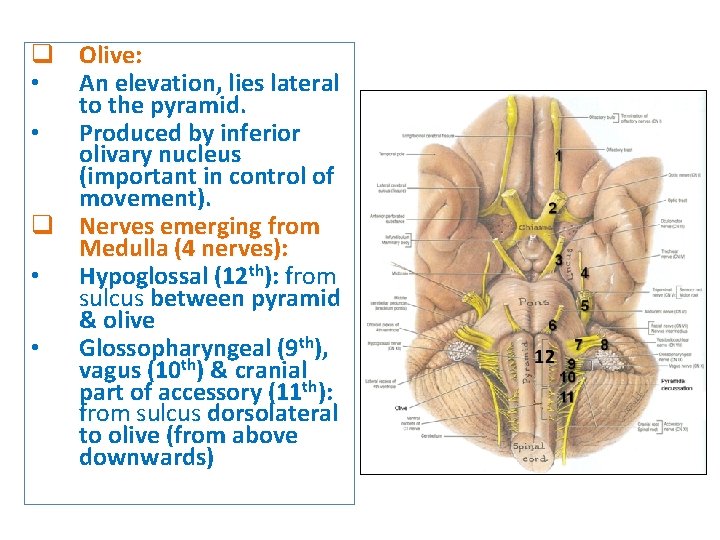 q Olive: • An elevation, lies lateral to the pyramid. • Produced by inferior q Olive: • An elevation, lies lateral to the pyramid. • Produced by inferior