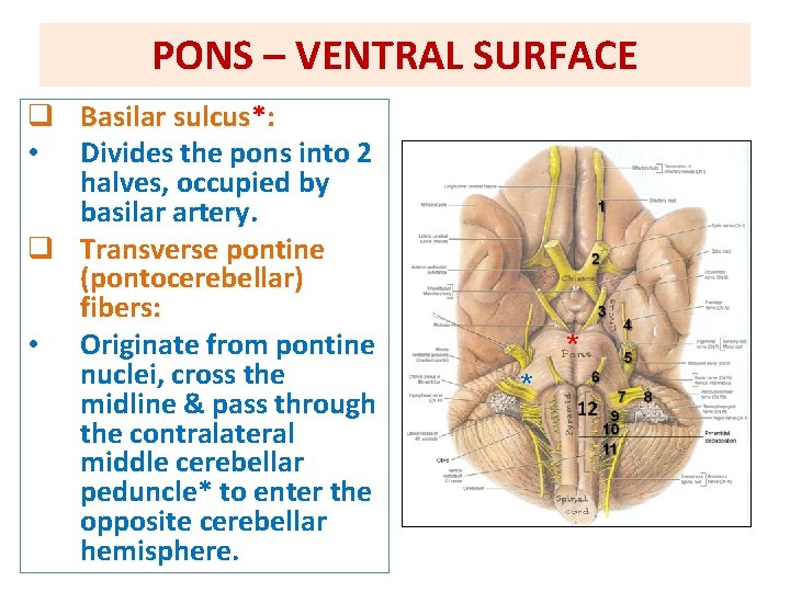 PONS – VENTRAL SURFACE q Basilar sulcus*: • Divides the pons into 2 halves, PONS – VENTRAL SURFACE q Basilar sulcus*: • Divides the pons into 2 halves,