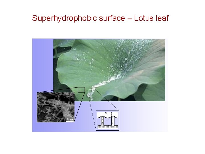 Superhydrophobic surface – Lotus leaf 