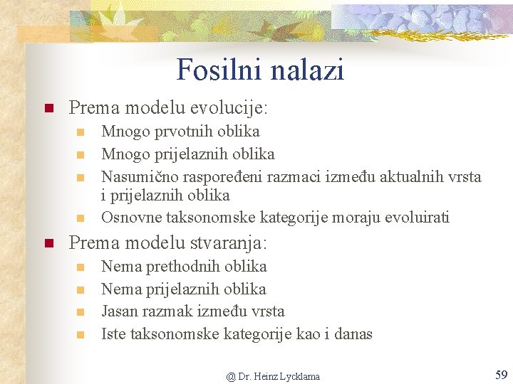 Fosilni nalazi n Prema modelu evolucije: n n n Mnogo prvotnih oblika Mnogo prijelaznih