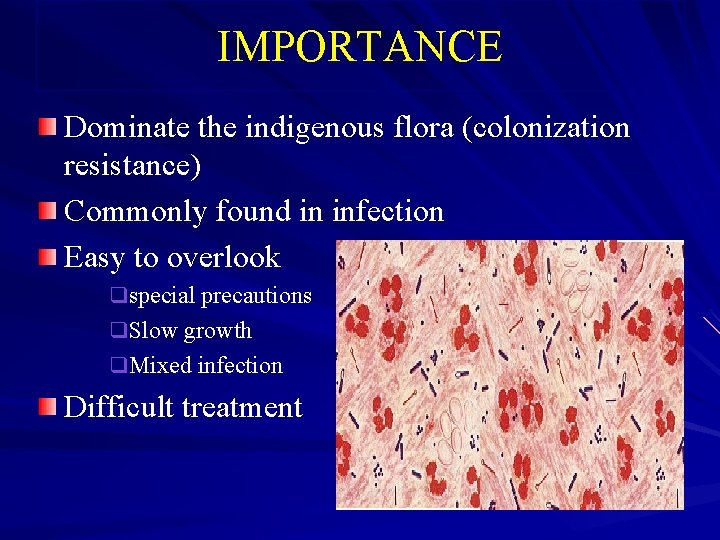 IMPORTANCE Dominate the indigenous flora (colonization resistance) Commonly found in infection Easy to overlook