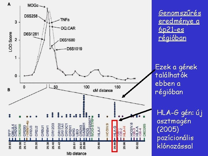 Genomszűrés eredménye a 6 p 21 -es régióban Ezek a gének találhatók ebben a